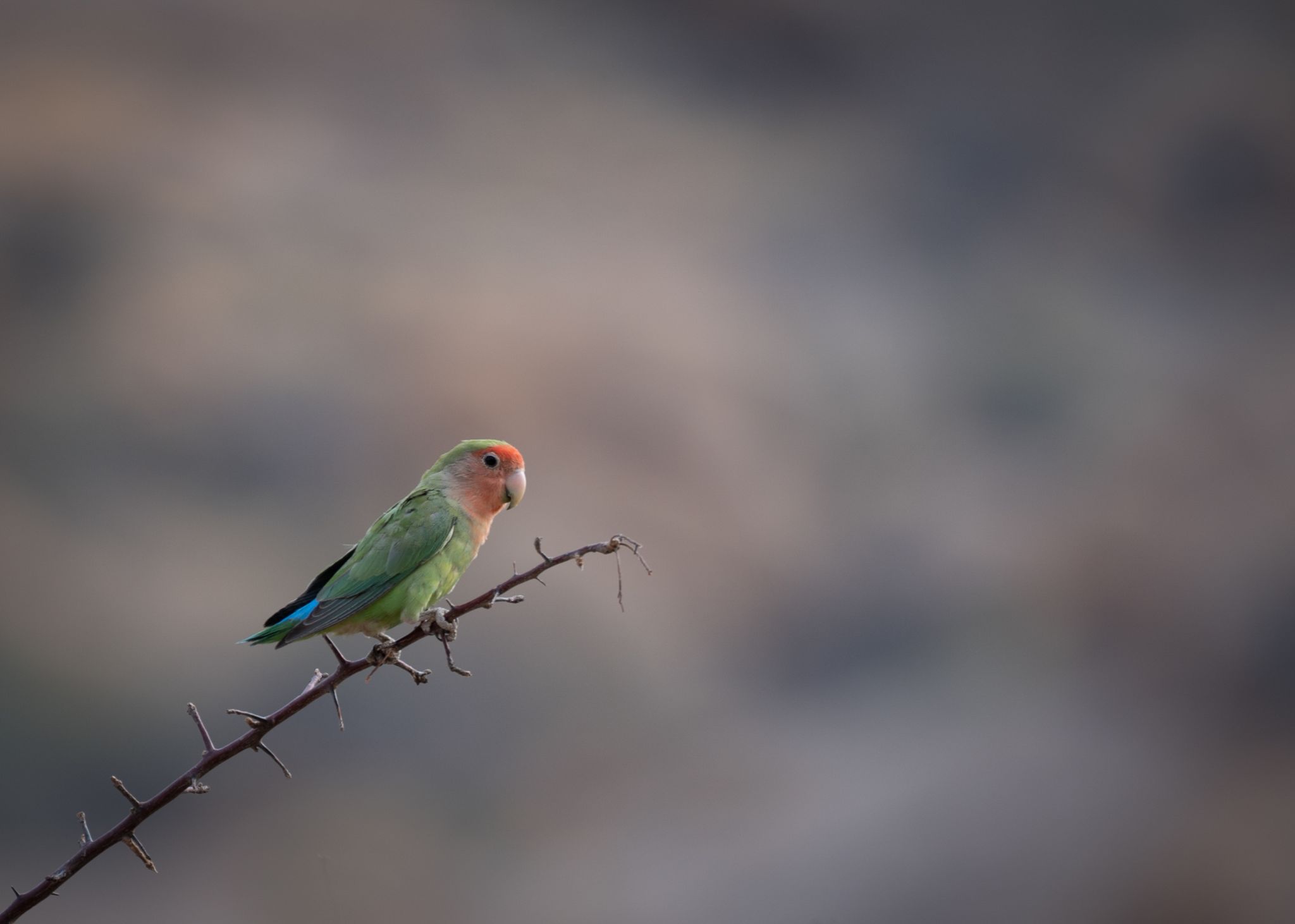 Lovebird Genus Agapornis
